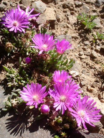 Delosperma obtusum